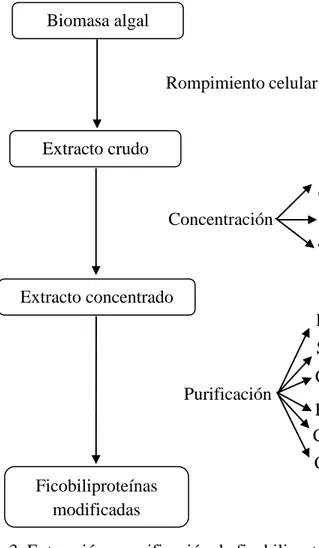 Figura 3. Extracción y purificación de ficobiliproteínas. Tomado de Prasanna et al. (2007)