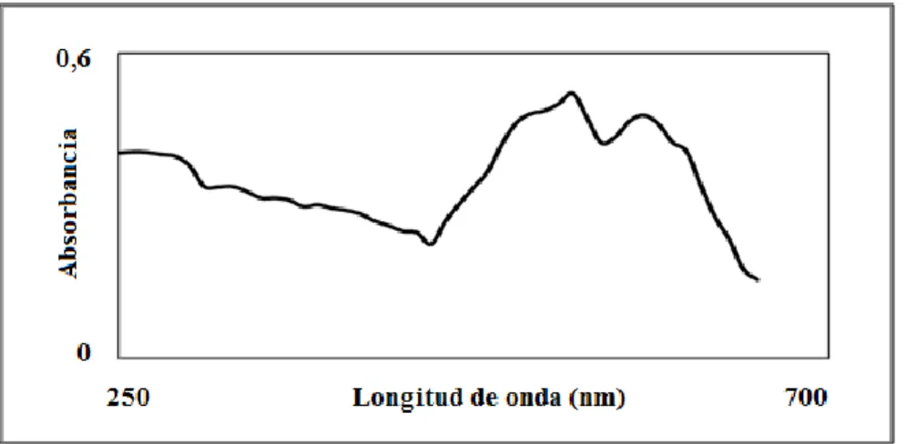 Figura  4.  Barrido  espectral  del  extracto  crudo  de  R.  marinus,  posterior  a  la  precipitación  de  proteínas con sulfato de amonio (40% de saturación)