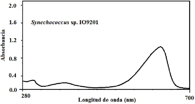 Figura 15.  Espectro de ficocianina  extraída de  la cianobacteria  Synechococcus  sp