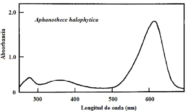 Figura  16.  Espectro  de  Absorción  de  C-Ficocianina  reportado  por  Hilditch  et  al