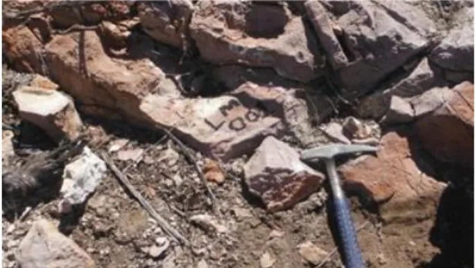 Figura 3. Arenisca calcárea. 