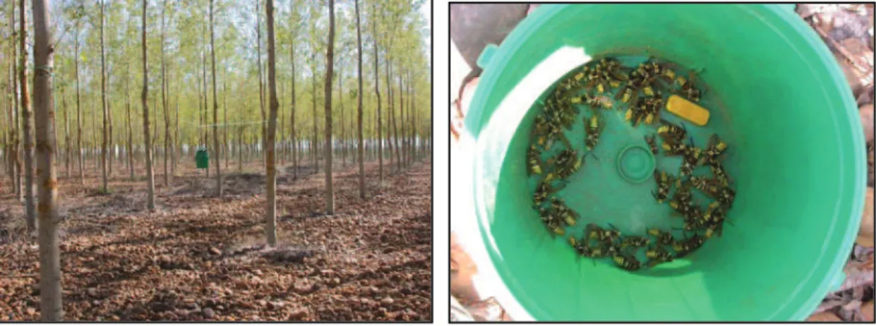 Figure 7. Pheromone trap and captures.