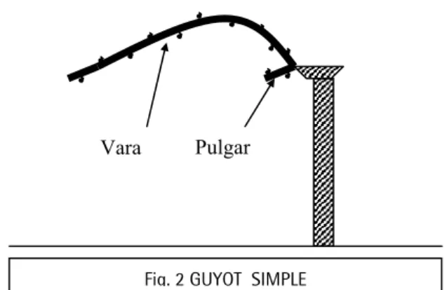 Fig. 2 GUYOT  SIMPLE Pulgar Vara 