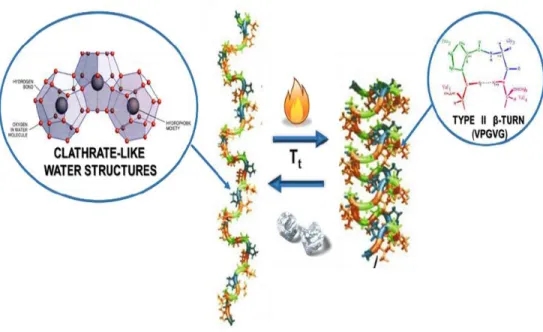 Figure 2: Schematic representation of the thermal transition of ELRs from an extended state (low temperatures,  hydrophobic moieties surrounded by clathrate water structures) to a folded state (type II β-turn in VPGVG  pentapeptides) 