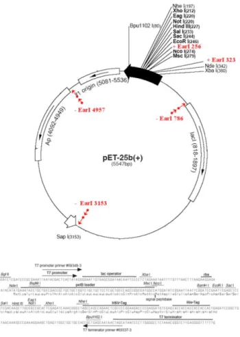 Figure 7 Scheme of p7expression vector based on Navagen’s pET-25b(+) vector 
