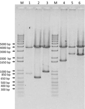 Figure 10 Enzymatic analysis with the EcoRI endonuclease of the colonies containing the plasmid pDrive All and  the inserts: Lane 1: E50 (750 bp); Lane 2: I40 (600 bp); Lane 3: I60 (900 bp); Lane 4: E50I60 (1650 bp); Lane 5: 