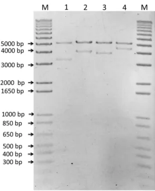 Figure 11 Enzymatic analysis with the XhoI and XbaI endonucleases of the colonies containing the expression  plasmid p7 and the inserts: Lane 1: (E50I60) 2  (3321 bp); Lane 2: E100I60E50I60 (4071 bp); Lane 3: 