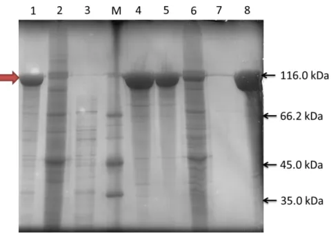 Figure 13 E50I60E50I100 purification analysis by 10% SDS-PAGE stained with Cooper. 