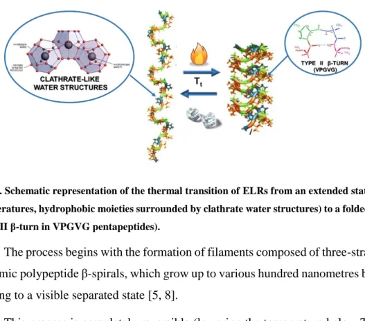 Fig. 1. Schematic representation of the thermal transition of ELRs from an extended state (low  temperatures, hydrophobic moieties surrounded by clathrate water structures) to a folded state  (type II β-turn in VPGVG pentapeptides).
