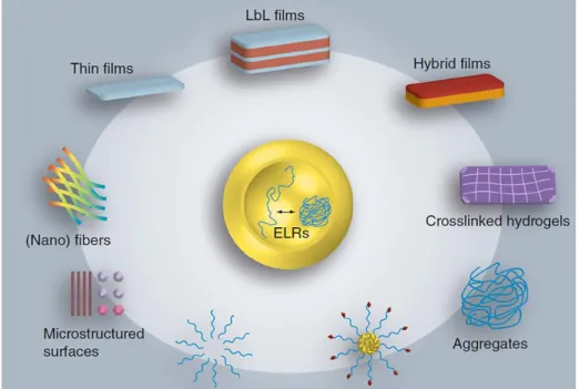 Fig. 3. Summary of the different structures that ELR-based systems can adopt for its usage in  biomedical applications