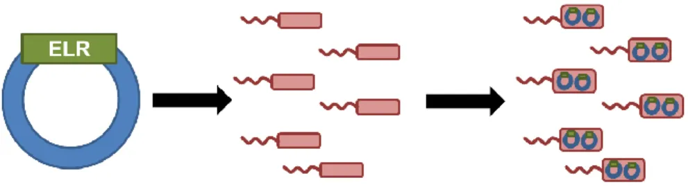 Fig. 7. Schematic representation of ELR transformation process to a BLR(DE3) expression E.coli  strain