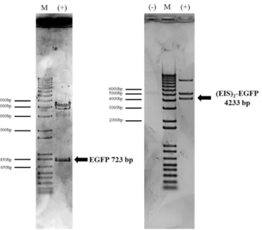 Fig.  9. Agarose gel electrophoresis of two different steps in the  SELR-EGFP gene construction  procedure