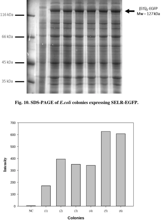 Fig. 10. SDS-PAGE of E.coli colonies expressing SELR-EGFP. 