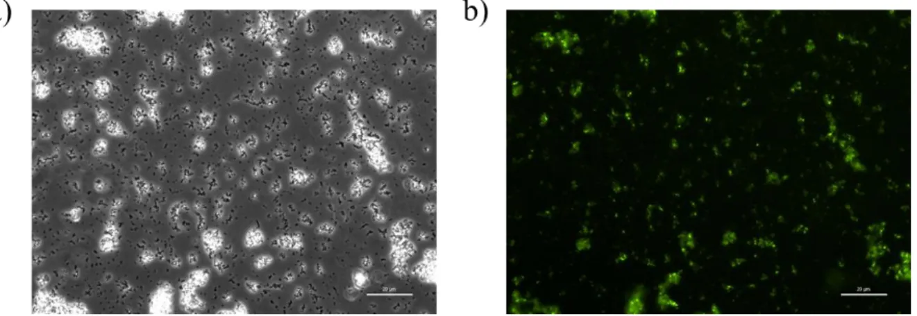 Fig.  12.  SELR-EGFP  expressing  bacteria  observed  by  a)  phase  contrast  and  b)  fluorescence  microscopy
