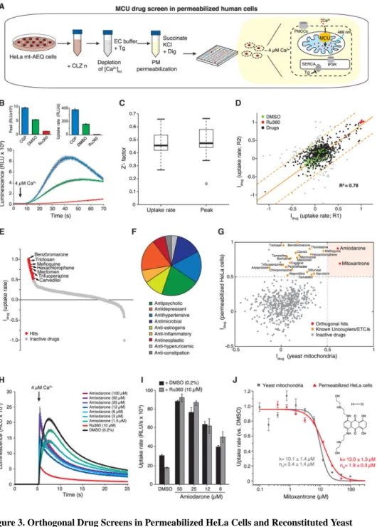 Figure 3. Orthogonal Drug Screens in Permeabilized HeLa Cells and Reconstituted Yeast  Mitochondria Validate Mitoxantrone as a Specific MCU Inhibitor