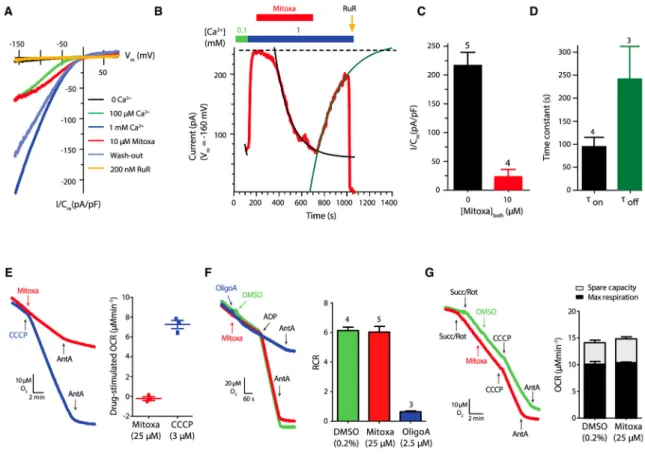 Figure 4. MCU-Mediated Ca 2+  Currents and Mitochondrial Bioenergetics in Response to  Mitoxantrone