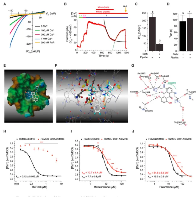 Figure 7. Validation of Mitoxantrone-MCU Direct Interaction