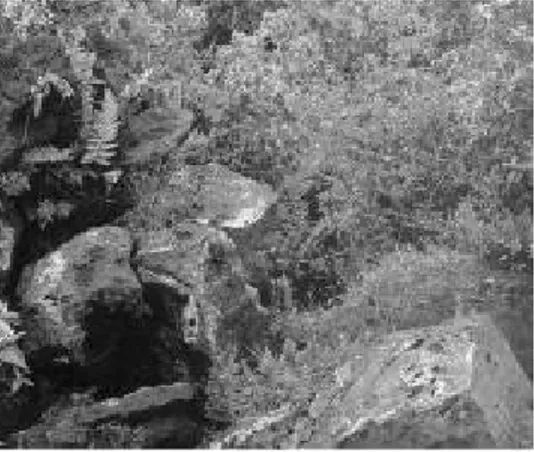 Ilustración 19 Pedregal de San Ángel, piedra volcánica aspecto intransitable. Foto internet  