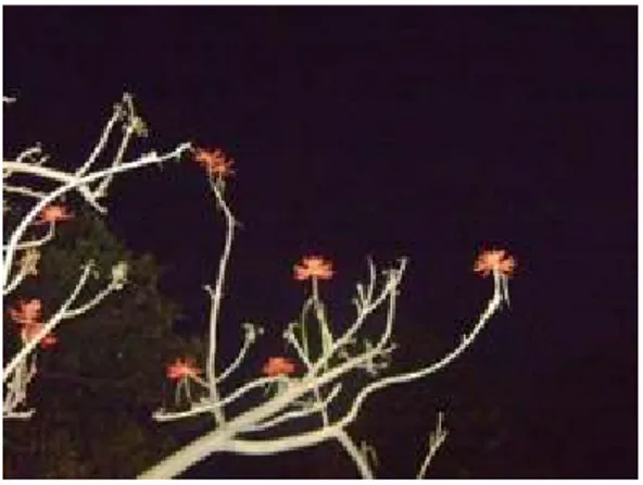 Ilustración 30 UPN. Vista nocturna de flores de colorín. Foto VRS 