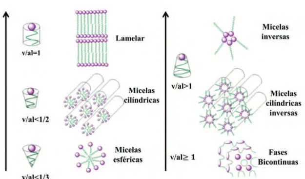 Figura 1.8 Diversos tipos de estructuras encontrados en microemulsiones  inversas y directas [11]