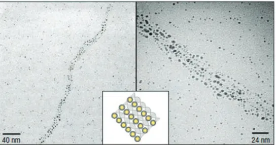 Figura 1.11 Ensamblaje de nanopartículas de oro en adn de virus lambda [22] 