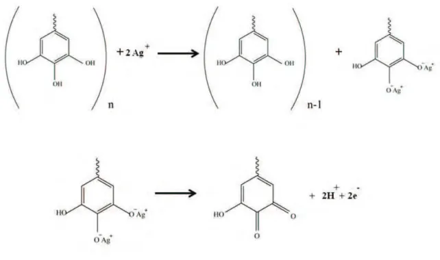 Figura 2.2 Mecanismo de Síntesis de Nanopartículas de Plata en catequinas. 