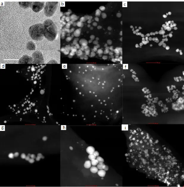 Figura 4. Micrografías de TEM para evaluar el efecto de la concentración de los metales, oro y  plata, en la formación de nanopartículas mono y bimetálicas