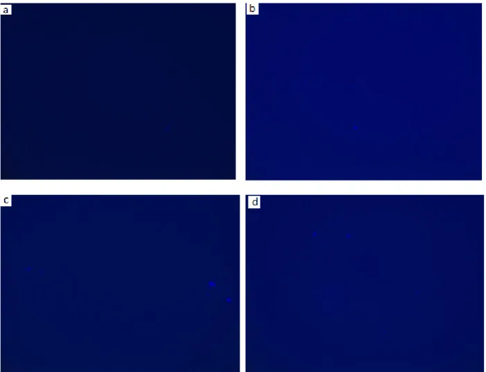 Figura  7.  Micrografías  de  Fluorescencia  de  las  nanopartículas  de  oro,  plata  y  oro-plata  en  concentración  1x10 -4   M