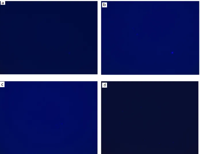 Figura  8.  Micrografías  de  Fluorescencia  de  las  nanopartículas  de  oro,  plata  y  oro-plata  en  concentración  1x10 -5   M