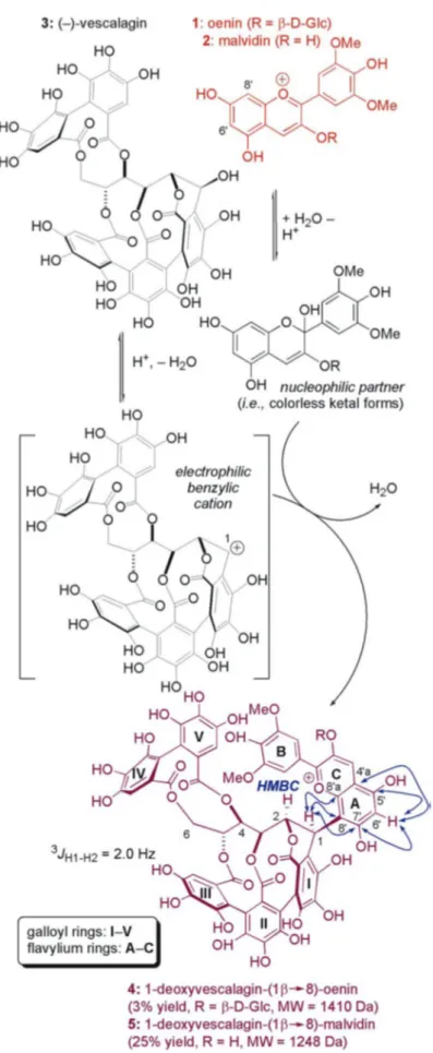 Fig. 4 Esquema de los productos de condensación entre antociano-vescalagine   (Chassaing et al, 2010)