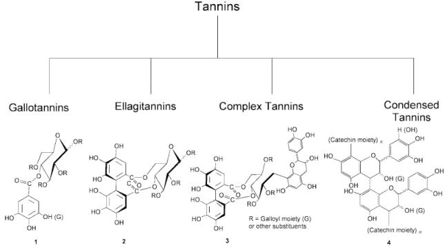 Fig. 1 Clasificación de los taninos. (Khanbabaee K., et al.  2001)  1.3 La composición química de la madera de roble 