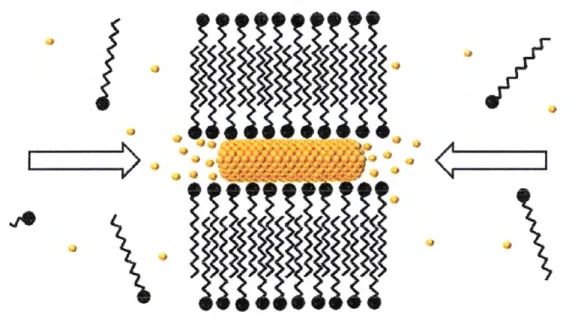 Figura  22 Dibujo ilustrativo de la formación de bicapas de CTAB sobre la  superficie de nanocilindros de oro