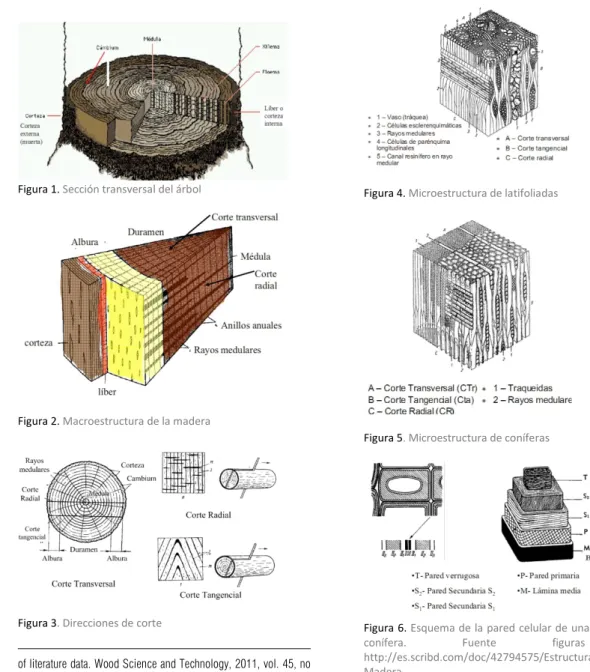 Figura 2. Macroestructura de la madera 