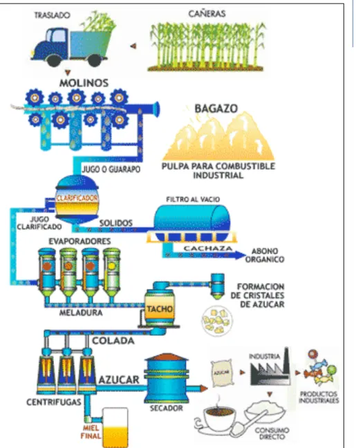 Cuadro 5.  Producción de Caña y Azúcar ciclo 2004-2010
