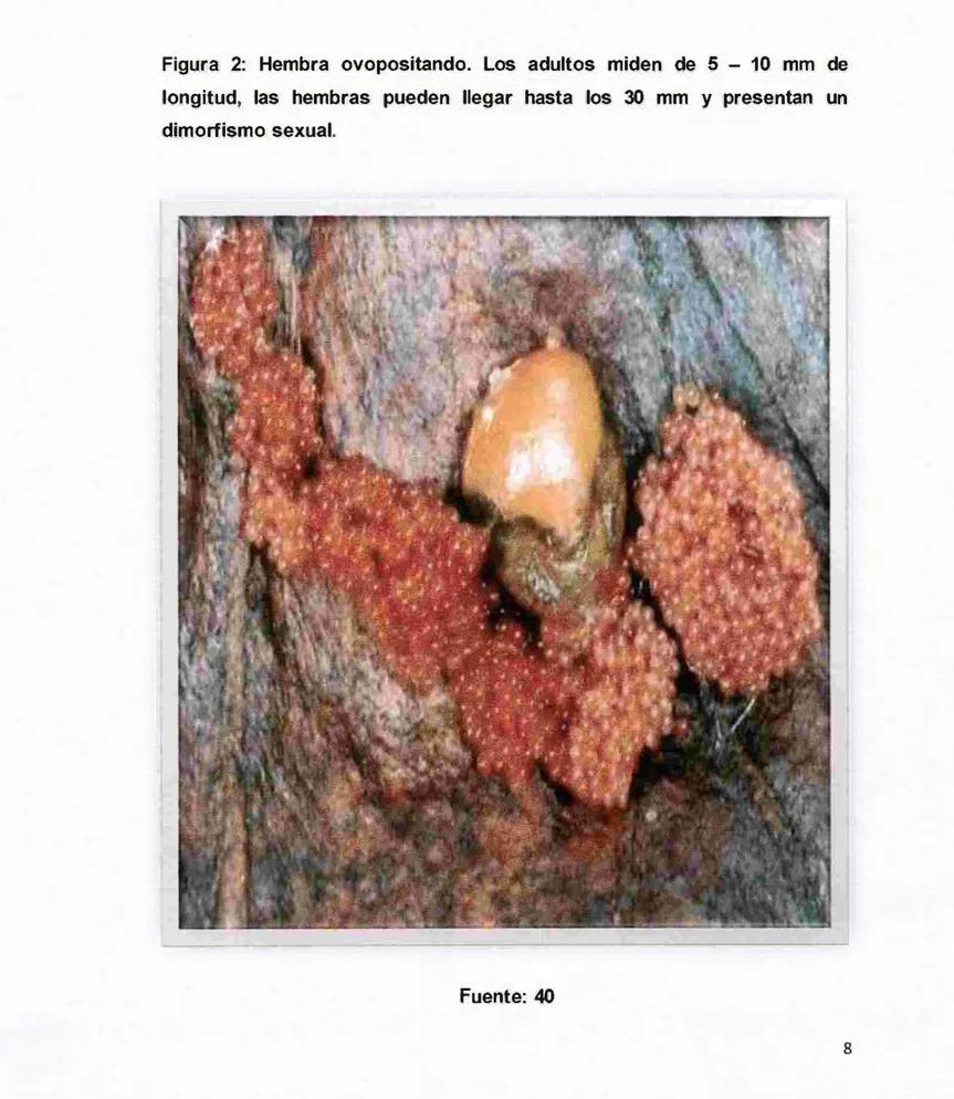 Figura  2:  Hembra  ovopositando.  Los  adultos  miden  de  5  -  10  mm  de  longitud,  las  hembras  pueden  llegar  hasta  los  30  mm  y  presentan  un  dimorfismo sexual