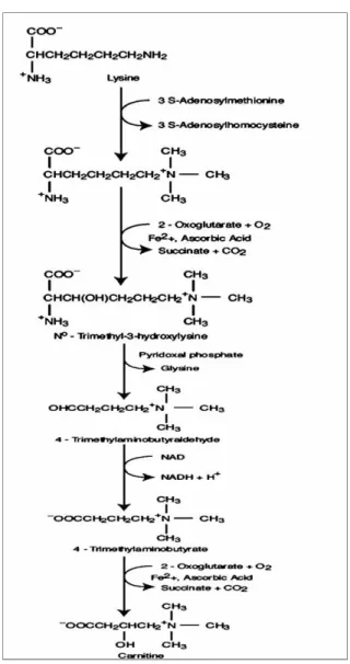 Figura 4. Biosíntesis de L-Carnitina 