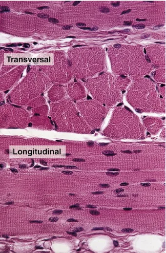 Figura 10-6. Músculo estriado esquelético en corte transversal (arri- (arri-ba) y en cortes longitudinales (abajo)