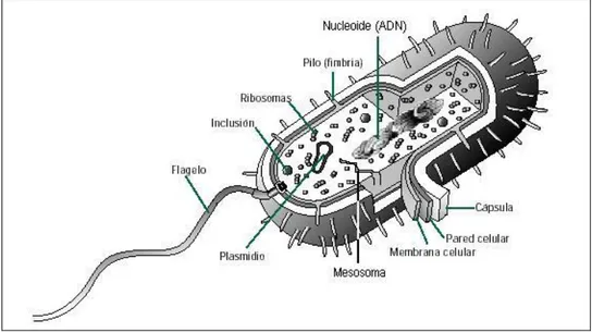 Figura 1. Estructura de una bacteria. La cápsula, fimbrias, flagelo y plasmidios, no siempre  están presentes en todos los tipos de bacterias 