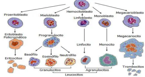 Figura 10 Páncreas 