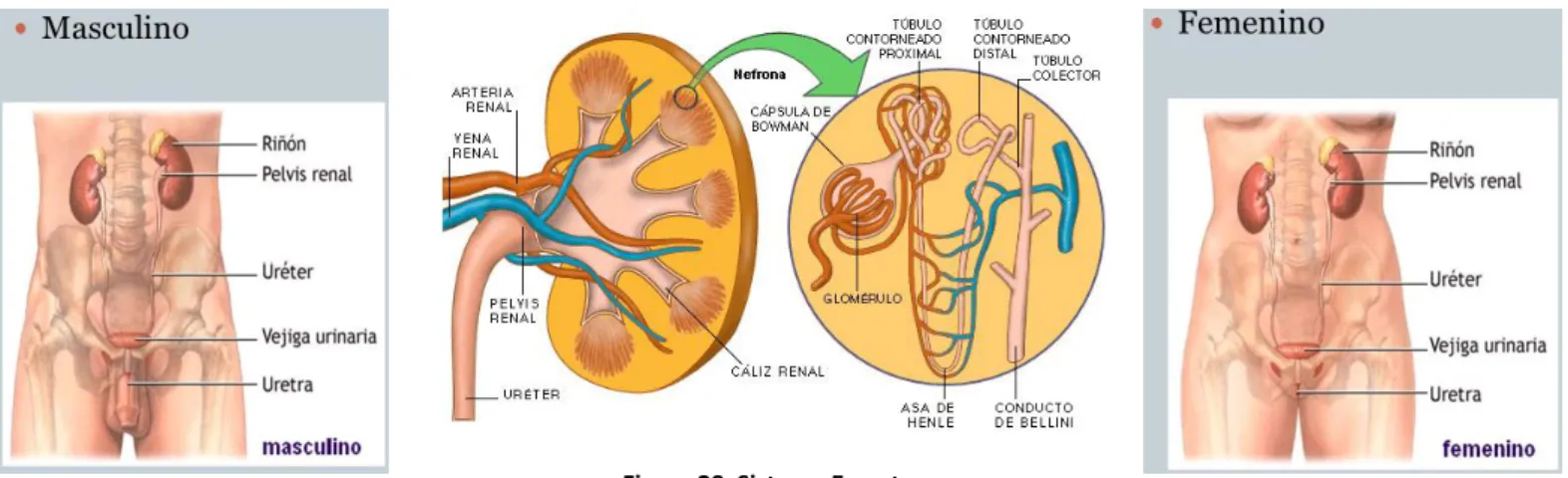 Figura 29  Sistema Excretor 