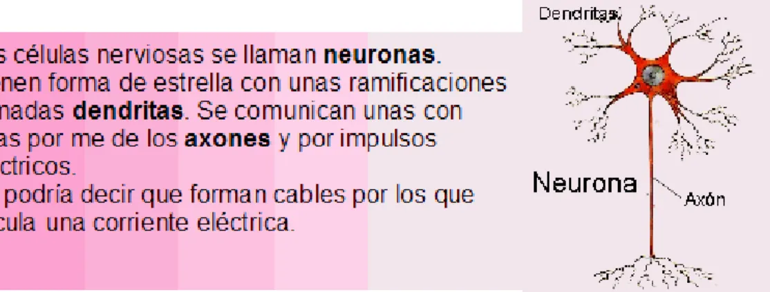 Figura 33 Células nerviosas 
