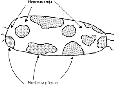 Figura II.3 Halobacterium halobium.