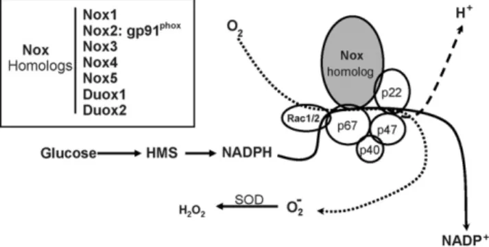 Fig. 1. Composition and function of NADPH oxidase (Nox). A heme-containing Nox-homolog plus p22 phox form a cytochrome b558 which in the phagocytic enzyme is embedded in plasma membrane