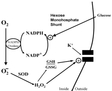 Fig. 2. Nox function in O 2 -sensitive chemoreceptor cells. Diagram depicts acti- acti-vation of K + -channel by H 2 O 2 , and/or shift in ratio of reduced (GSH) vs.