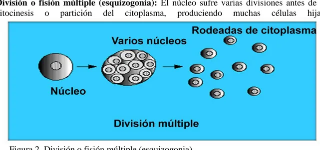 Figura 3. Endodiogenia o plasmotomía 