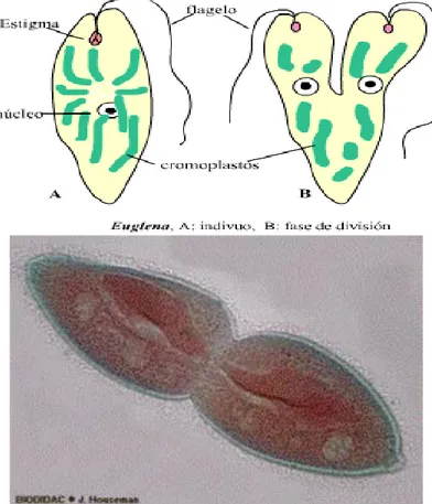 Figura 1. División binaria longitudinal (Euglena) y trasversal (Paramecium) 