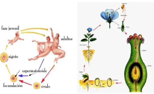 Figura 1. Ciclo biológico 