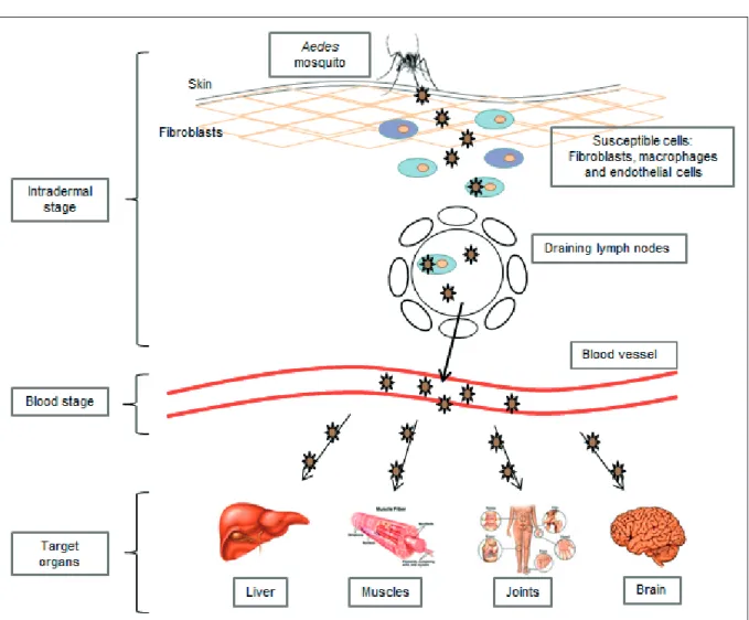 FIGURE 3 - Schematic representation of CHIKV dissemination to different tissues and organs.