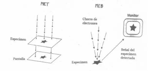 Fig. 8 Diferencias básicas entre el MET y el MEB 