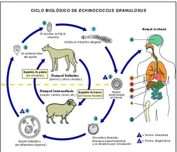 Gráfico 7. Ciclo Biológico de Echinococcus granulosus 